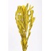 INTEGRIFOLIA Yellow